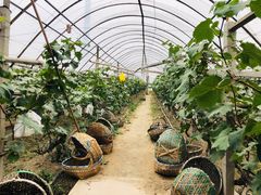 -马陆小张葡萄园农家乐