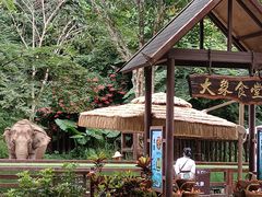 -野象谷景区