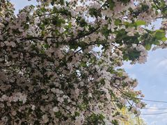 -桃花堤公园