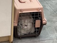 -贝康宠物医院·犬猫全科·小动物特色诊疗中心(东环路店)