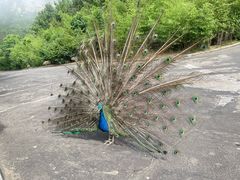 -西霞口神雕山野生动物世界