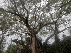 -独树成林