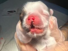 -东莞宠友24H宠物中心医院·转诊夜诊·异宠(新河北路院)