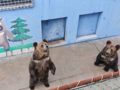 -青藏高原野生动物园