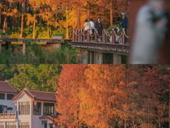 -深圳仙湖植物园
