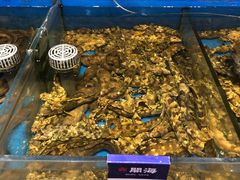 -开海·红岛海鲜虾水饺(石老人店)
