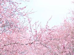 -苏州上方山国家森林公园
