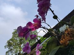 -广州兰圃