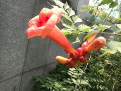 android_upload_pic-白塘生态植物园