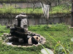 -中国大熊猫保护研究中心雅安碧峰峡基地