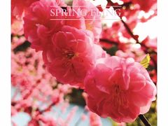 -曲江惠宾苑宾馆(大雁塔大唐不夜城店)