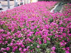 -上海静安香格里拉大酒店