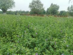 -汉长安城未央宫国家考古遗址公园