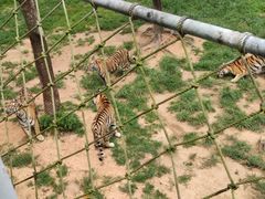 -西霞口神雕山野生动物世界