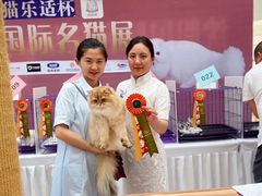 -青奢宠物·青奢猫舍