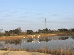 -上海长兴岛郊野公园