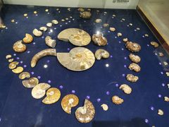 -青岛贝壳博物馆