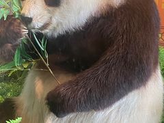 -武汉动物园