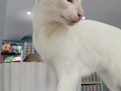 -喵的天空名猫咖啡馆·撸猫·猫舍·用品
