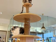 -猫小主咖啡·猫咖cat cafe(福田店)