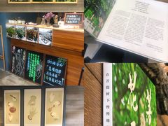 -菩提树下茶咖鼓捣