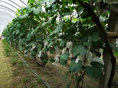 -马陆小张葡萄园农家乐