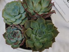 -Flower in(密渡桥店)