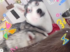 -Husky Go! 哈士奇体验馆·宠物咖啡厅狗咖