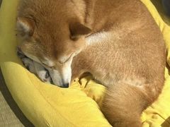 -逗柴咖啡屋·狗咖猫咖宠物桌游