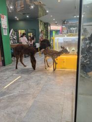 -神奇动物撸宠馆·羊驼·小浣熊·异宠(豫园店)