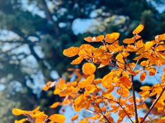 -香山公园