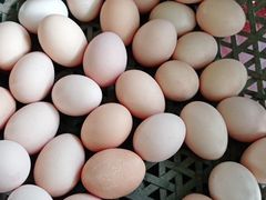 -马陆小张葡萄园农家乐