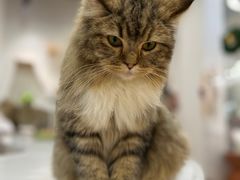 -COLOR PETS 撸猫馆·购猫·猫咖(长风大悦城店)