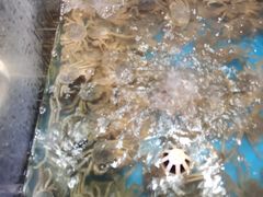 -东方红海鲜百汇(国际大厦店)