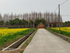-庄行菜花景区