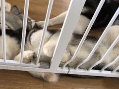 -Husky Go! 哈士奇体验馆·宠物咖啡厅狗咖