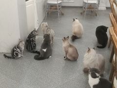 -共舞时光猫咖·狗咖(新街口店)