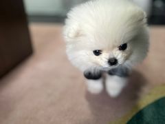 -成都民大动物医院