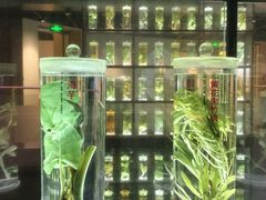 -广东中医药博物馆