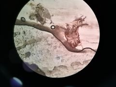 -艾贝尔宠物诊疗