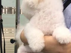 -暖阳宠物医院·犬猫康复中心·骨科