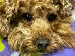 -宠物星动物医院·眼科·异宠·猫科(江南大道总院)