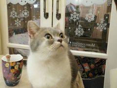 -猫色咖啡·猫咖