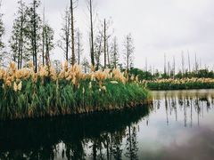 -白鹭湾湿地公园