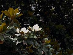 -唐城墙遗址公园