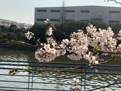 -高东镇樱花园