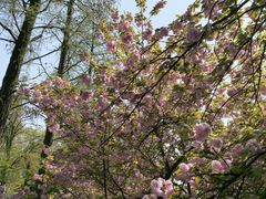 -武汉大学-樱园