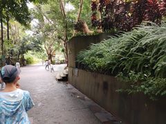 -西双版纳原始森林公园