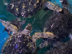 -烟台海昌鲸鲨海洋公园
