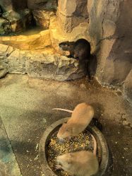 -酷嗒动物文化乐园(cutezoo西溪乐天城店)